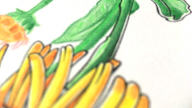 莎莎塗鴉 366日誕生花 10月日 黃星薊 Yellow Star Thistle 莎茈 Sachanshih 莎莎塗鴉 366日誕生花 10月日 黃星薊 Yellow Star Thistle 莎茈 Sachanshih