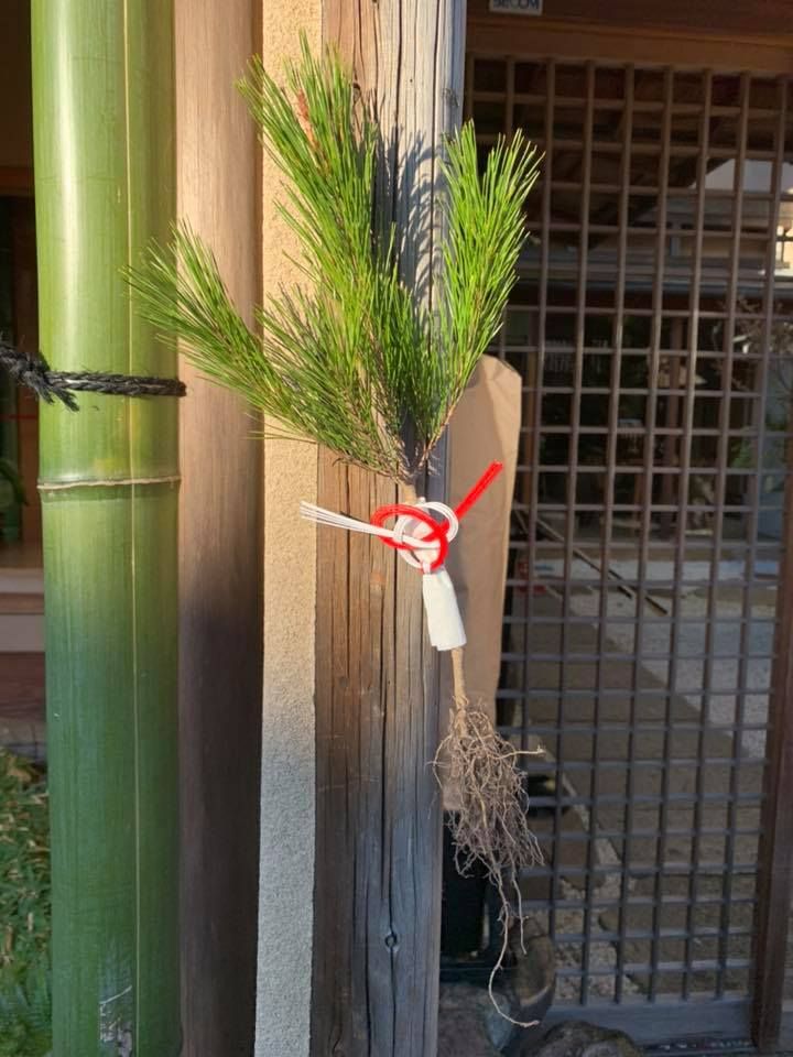 連根松(根引き松)