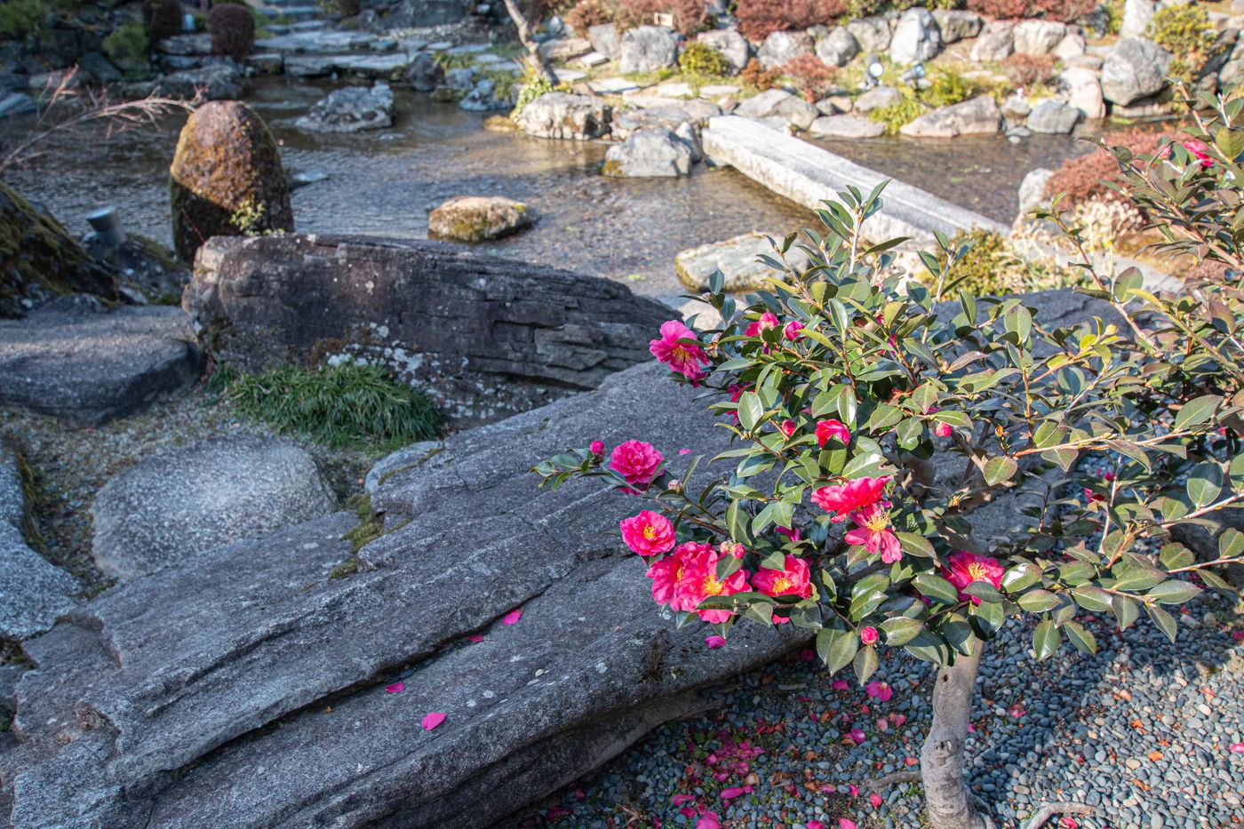山茶花