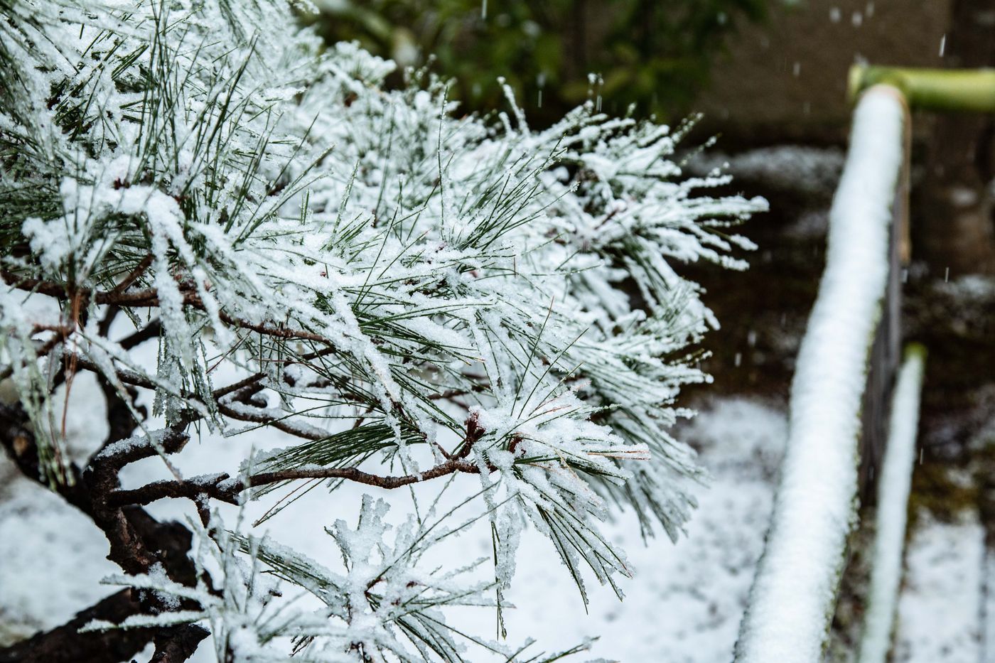 雪上松