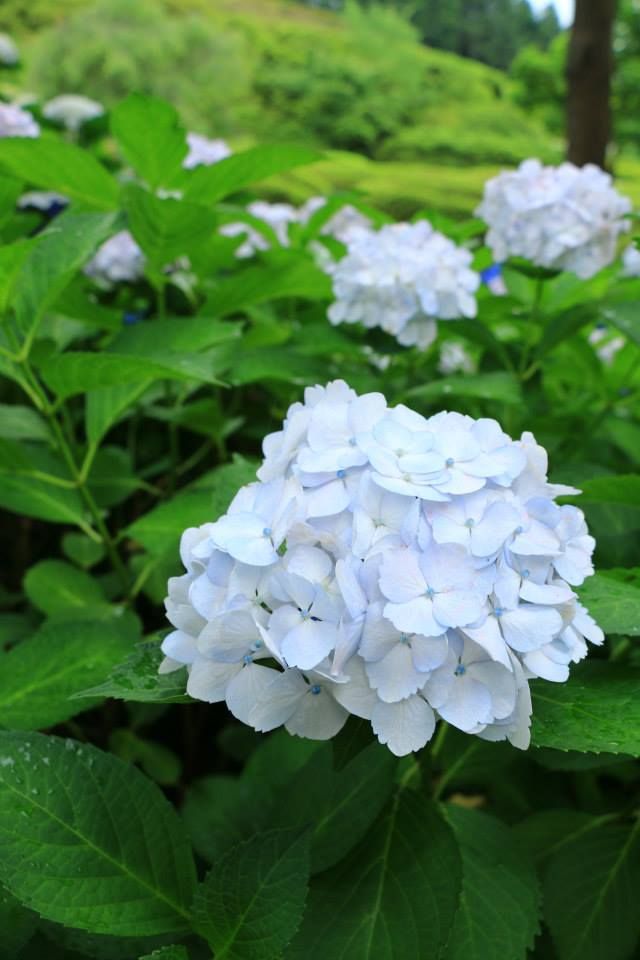 柏葉繡球花