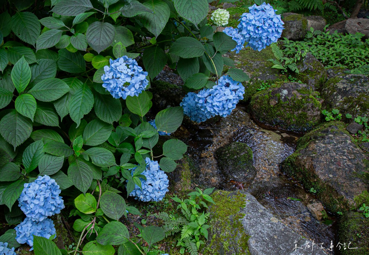 raw-image