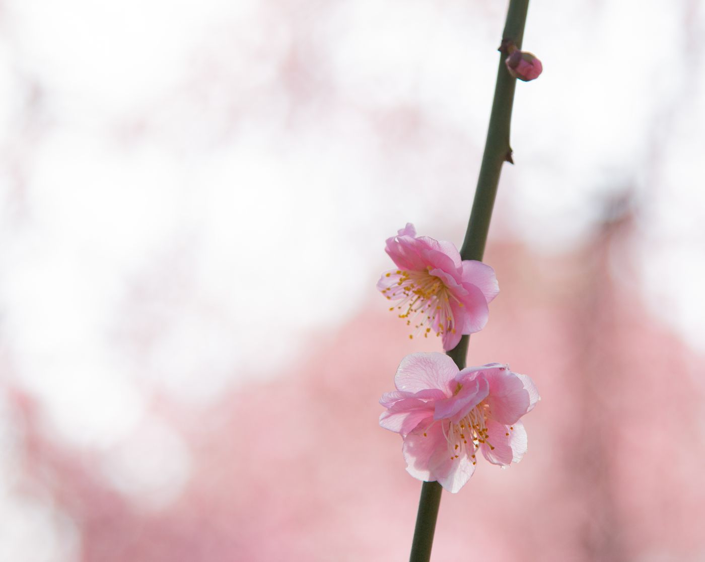 光影中透亮的花瓣,宛如一眨眼就消融
