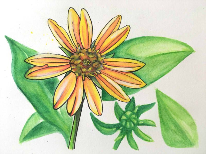 莎莎塗鴉 366日誕生花 08月25日 美麗向日葵 Perennial Sunflower 莎茈salvia Sachanshih