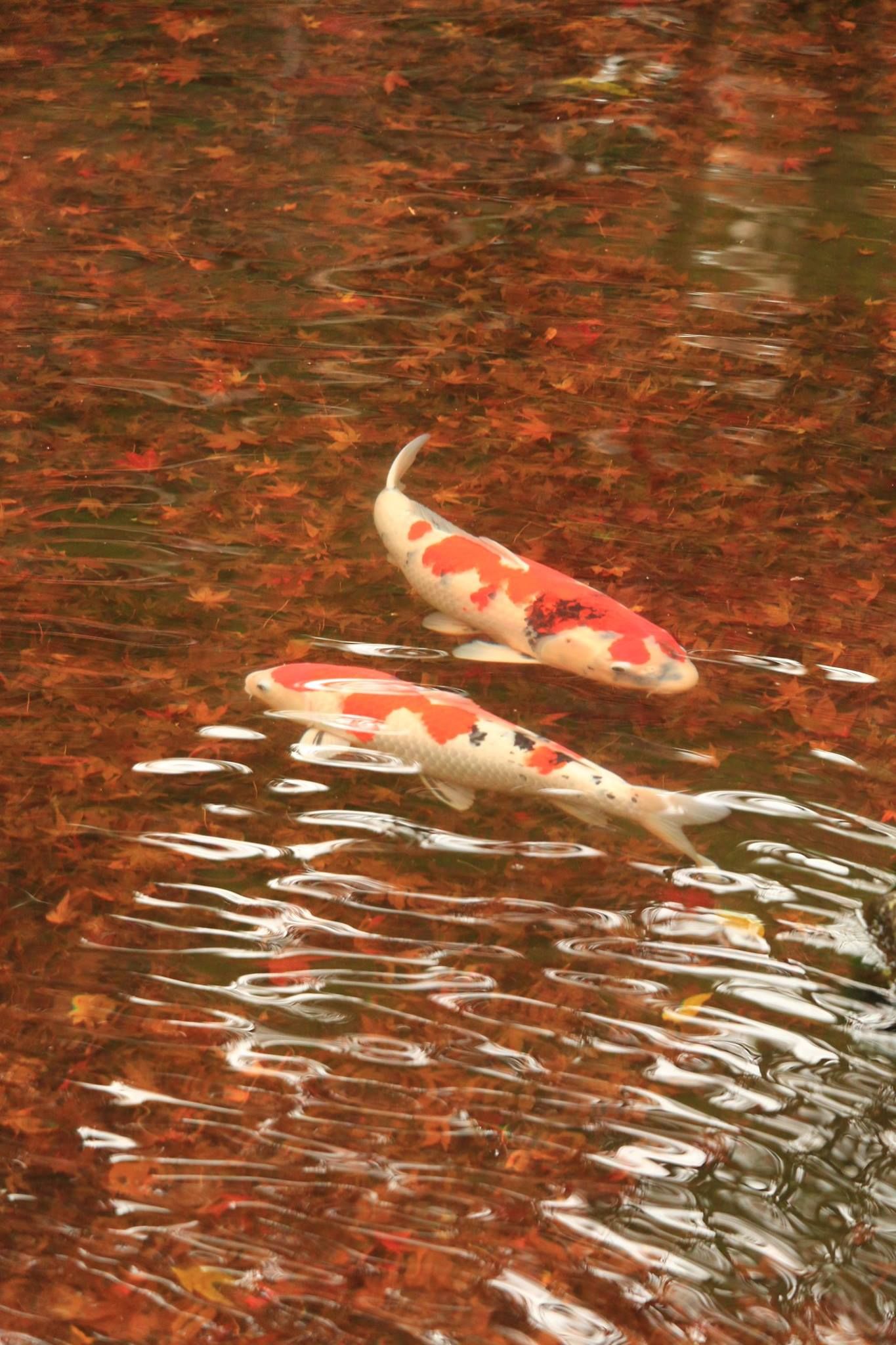 raw-image