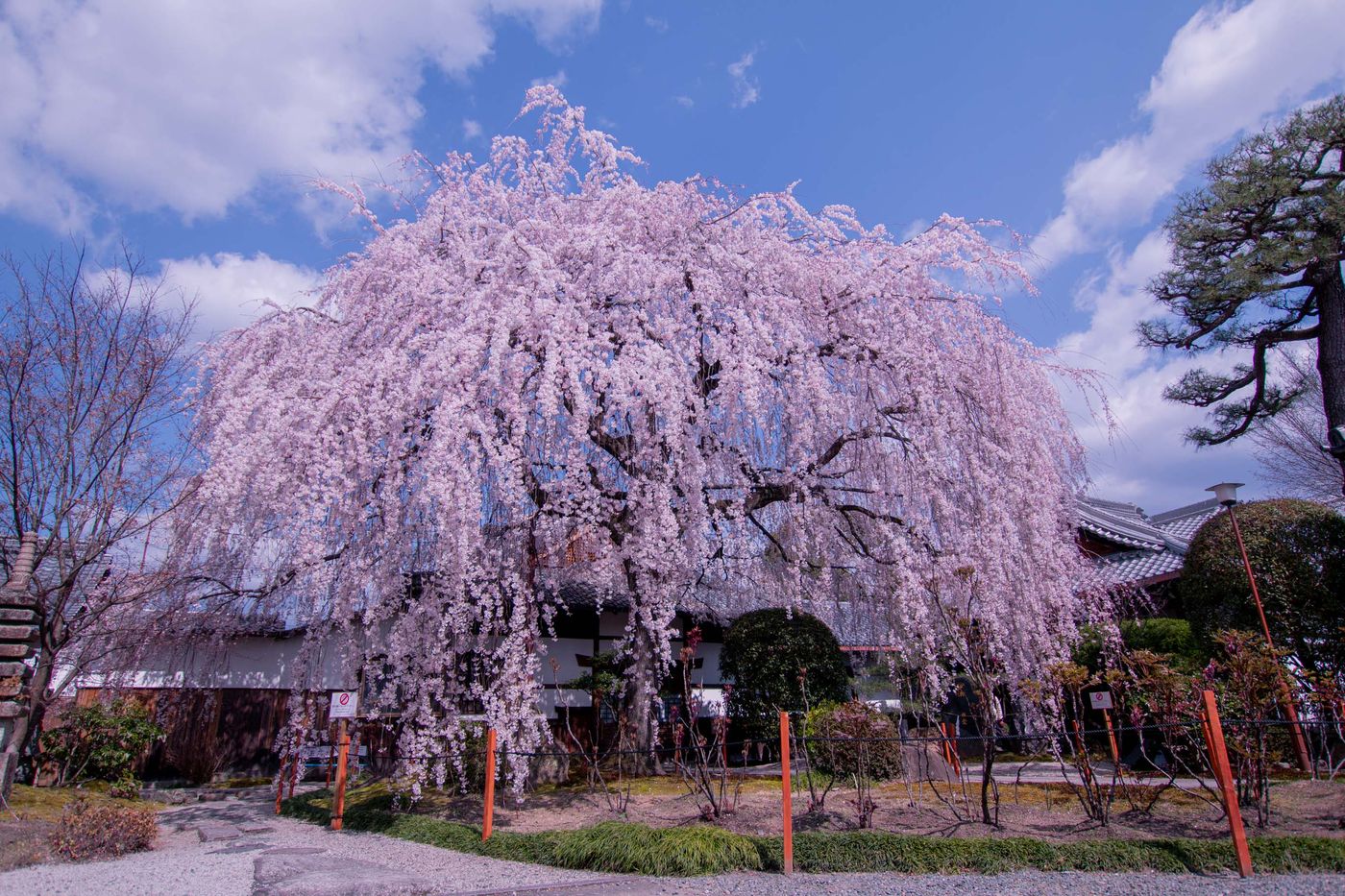 本滿寺櫻花絢麗