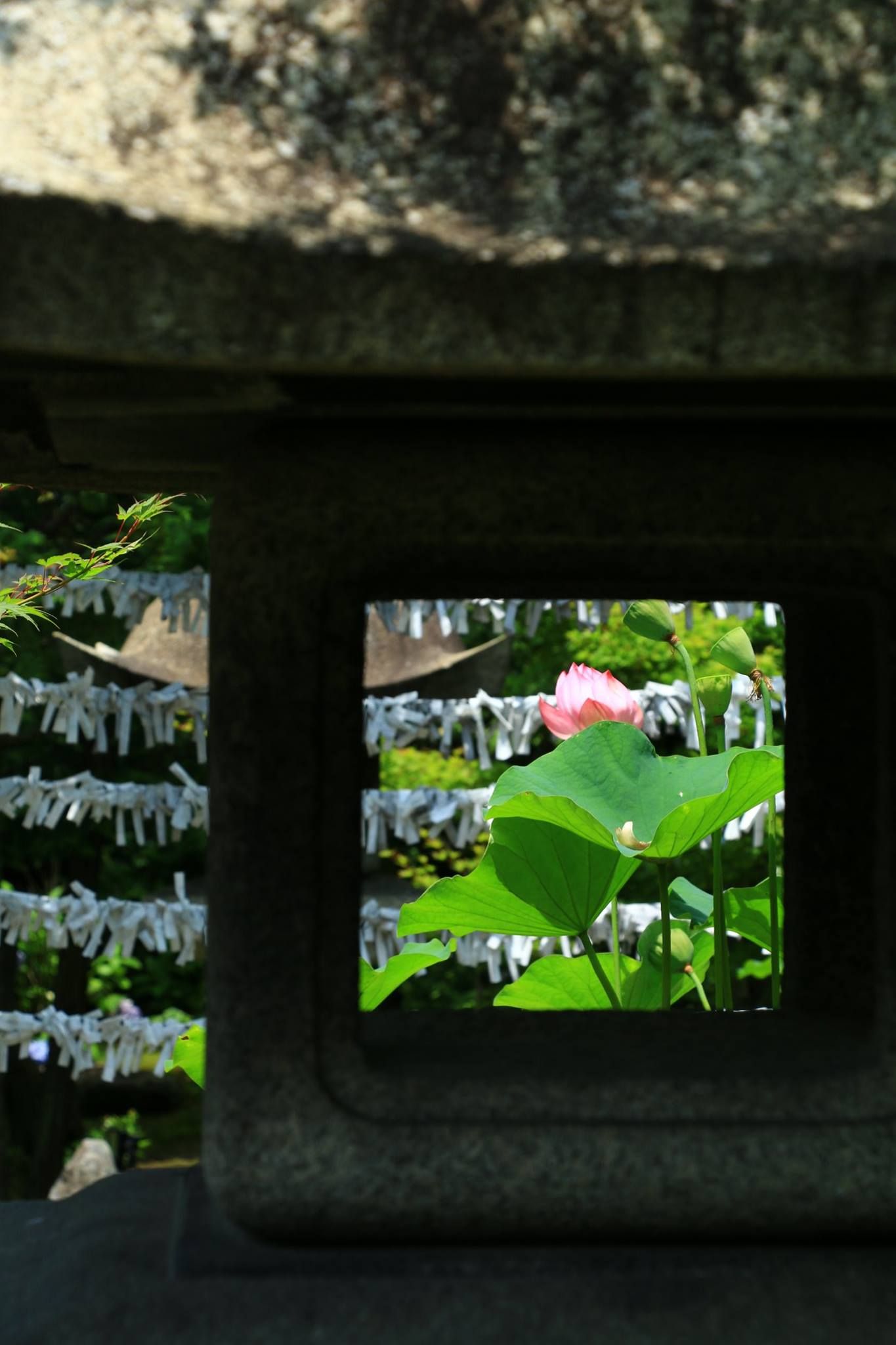 raw-image