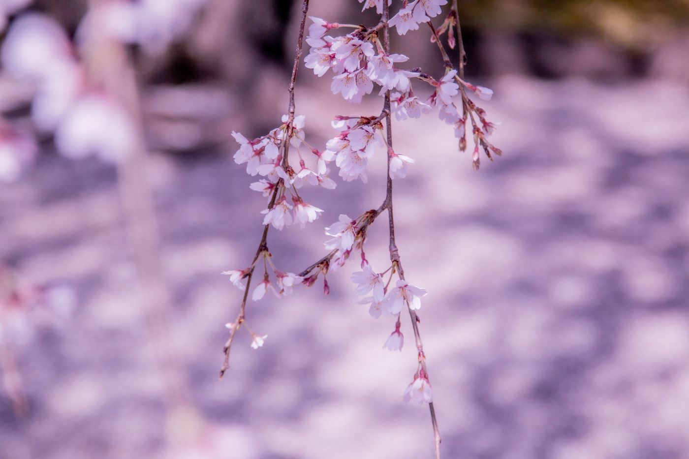 raw-image