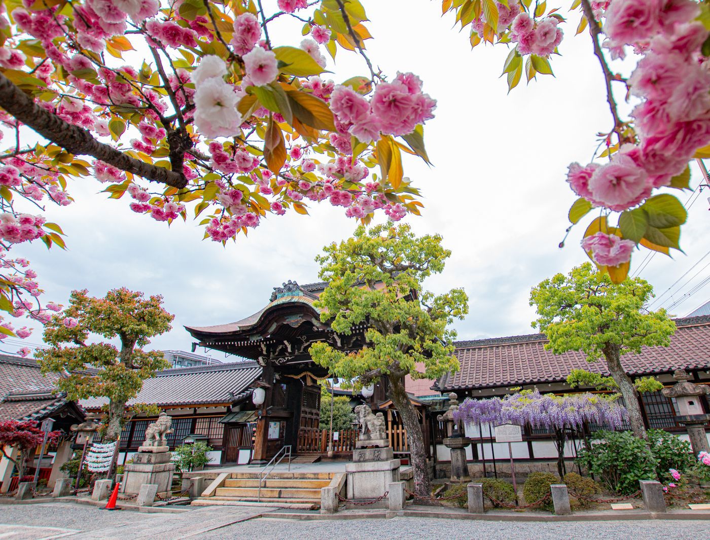 六孫王神社 八重櫻  203.12攝影