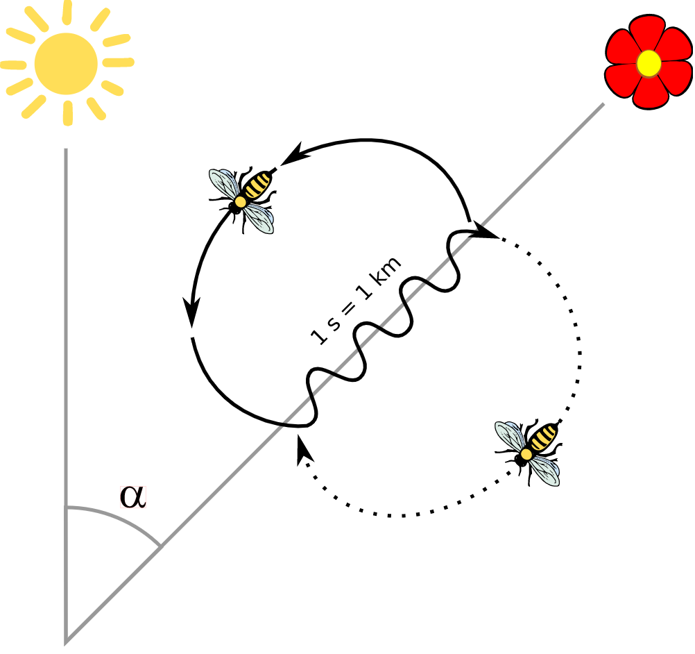 美國人說要 畫一條蜜蜂路線 Make A Beeline 是什麼意思 譯難忘的英日文流行語教學 Naotosama