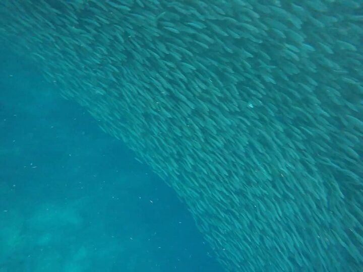 像龍捲風的沙丁魚1