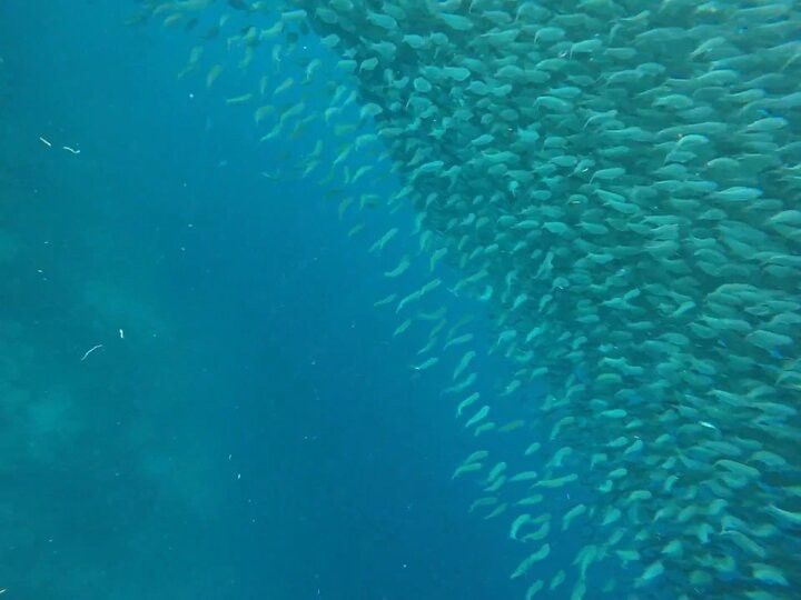 像龍捲風的沙丁魚2