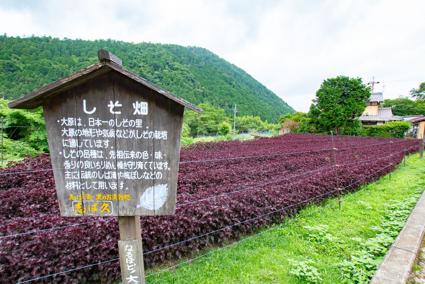 紫蘇田 大原有日本首屈一指的紫蘇田 為了保護品種的色香味,農家栽培需要嚴守規矩,是柴漬漬物及梅乾製作的材料。