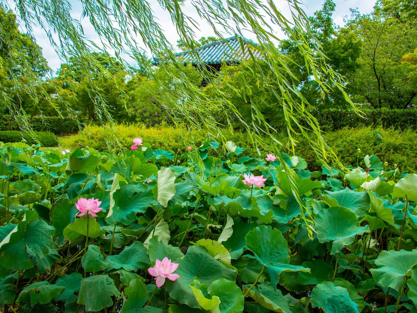 步生蓮華蓮池旁的「寶藏」(重要文化財) 2018.8.8攝影