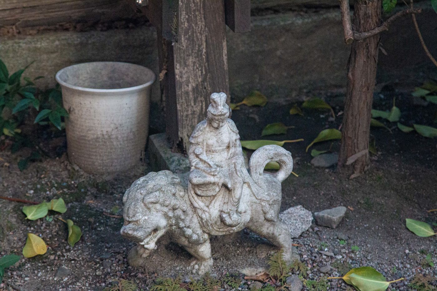 迷你觀音白獅。