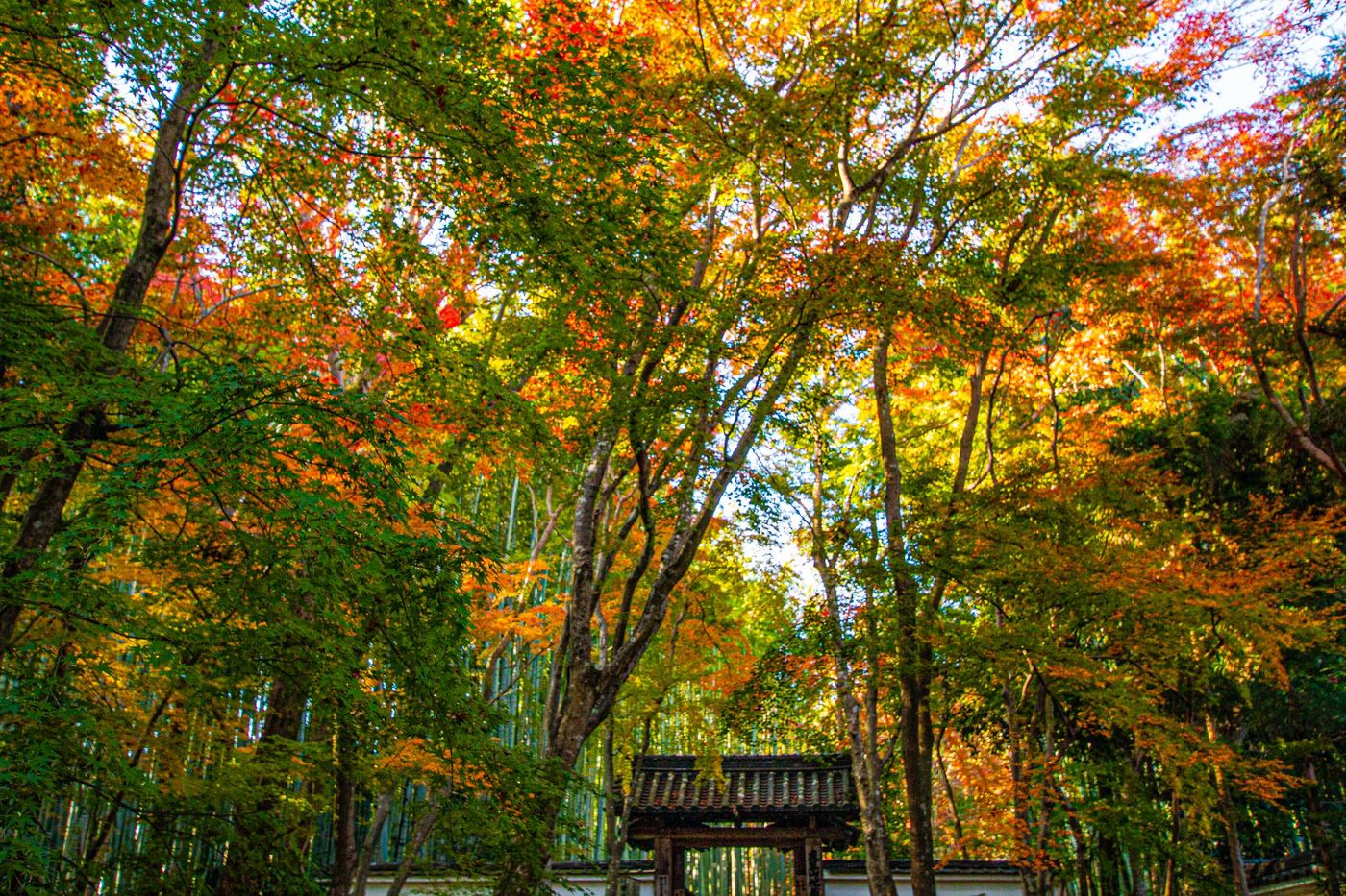 楓紅綠竹