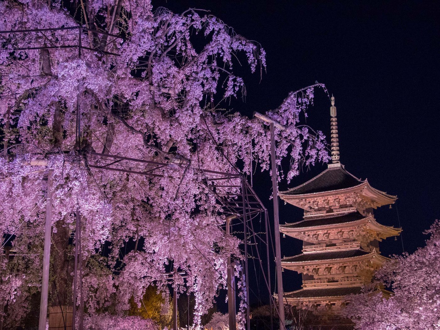 不二櫻 夜