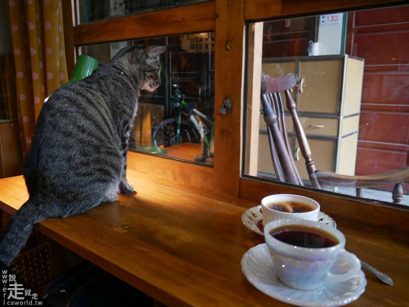 秘氏咖啡 貓