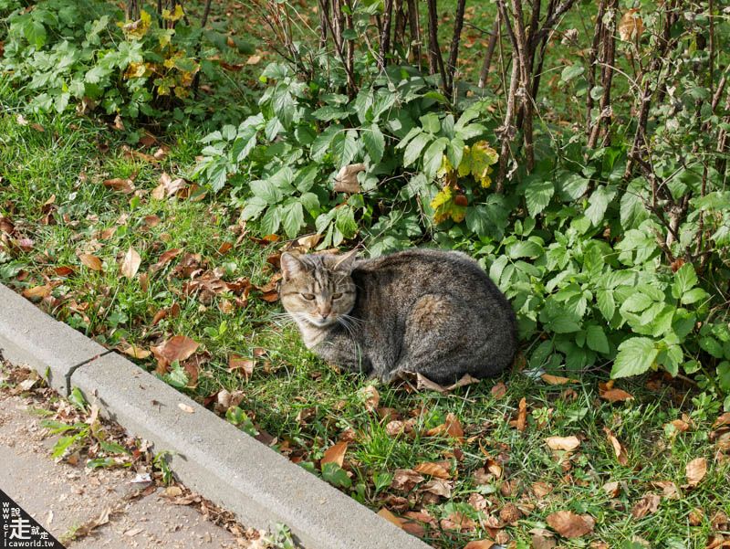 波蘭 的邊境小鎮札科帕內(Zakopane) 貓咪