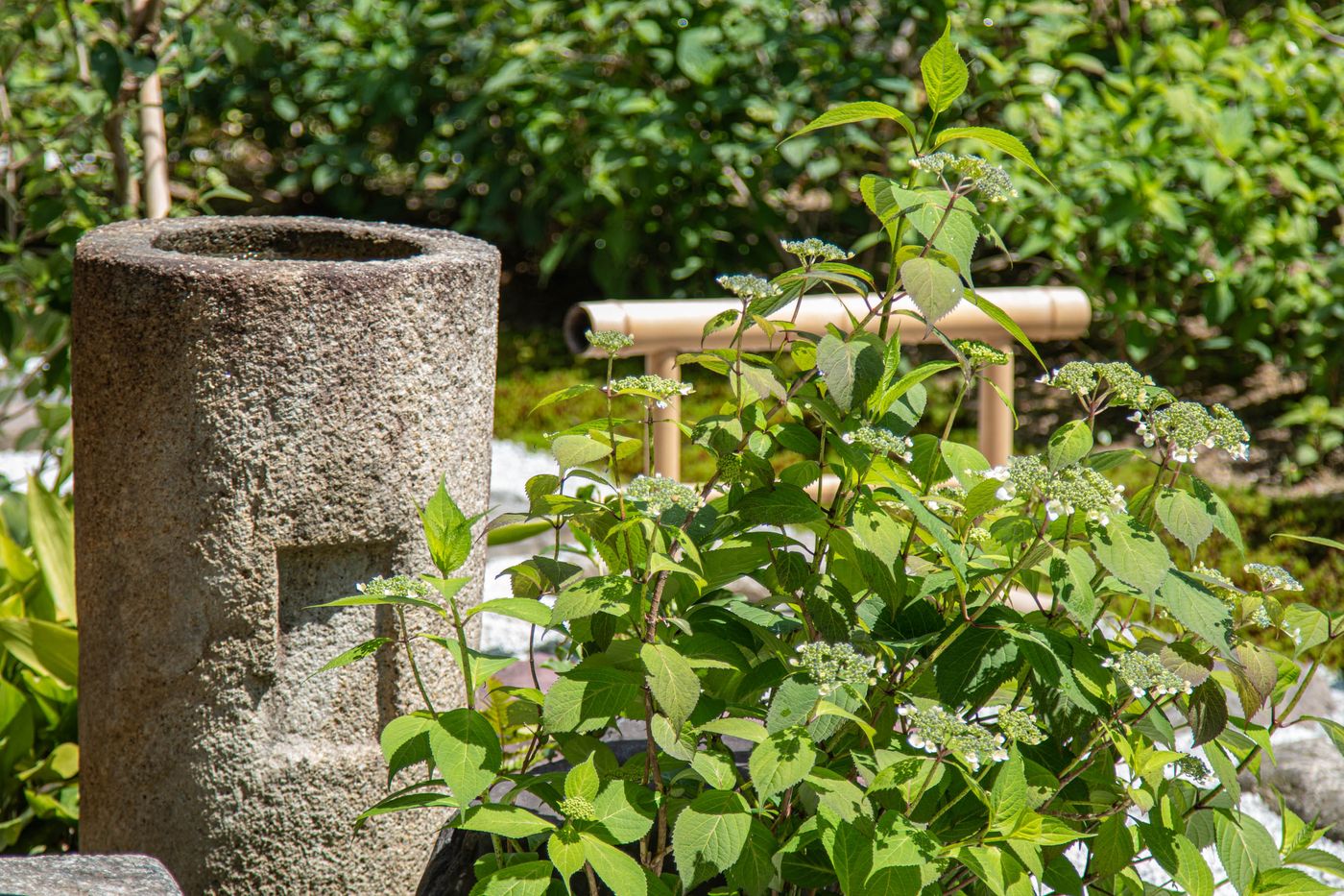 甘茶花剩下右方一小片