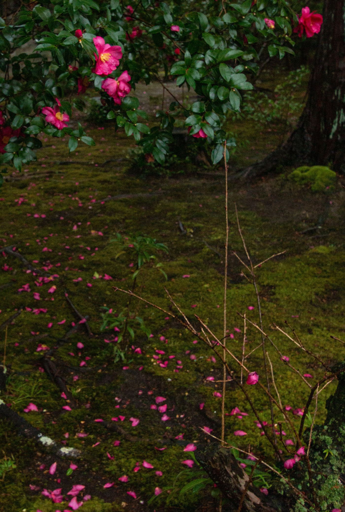 山茶花