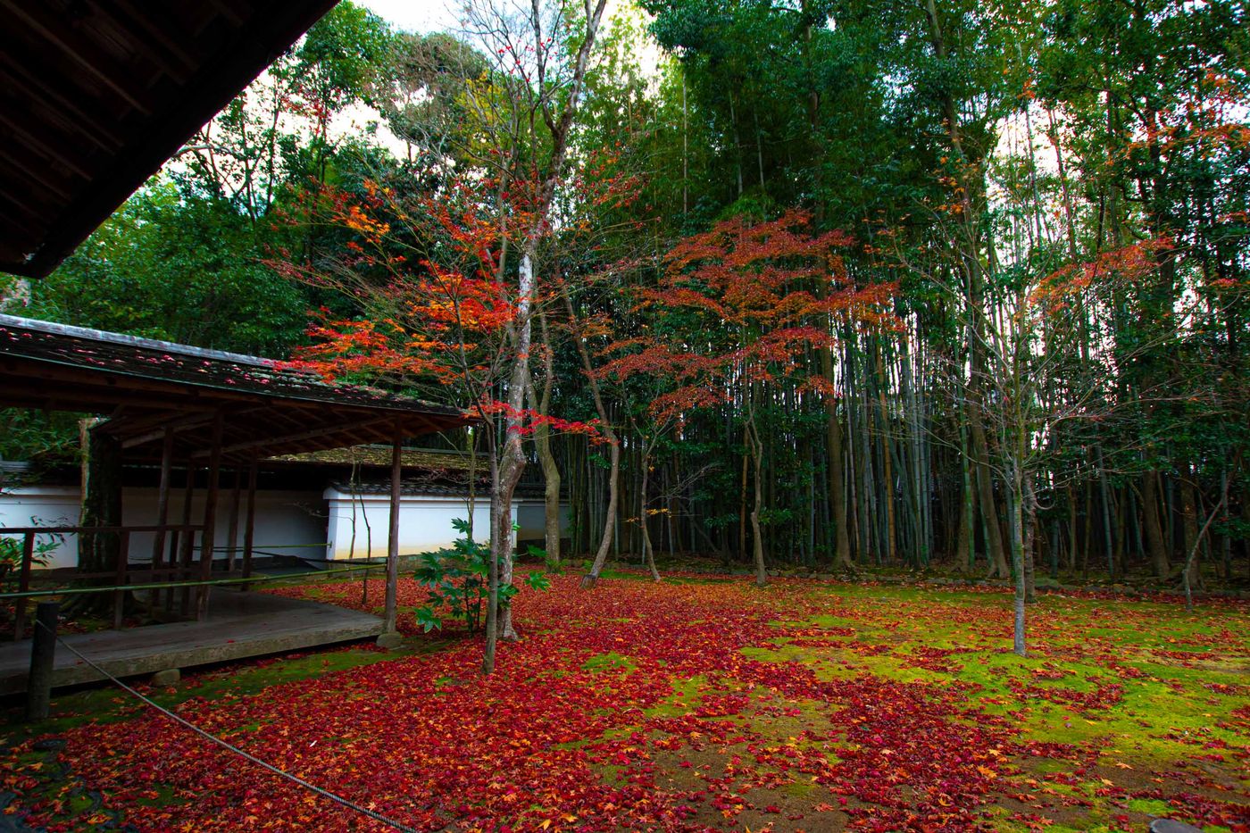 高桐院 2019.12.8攝影