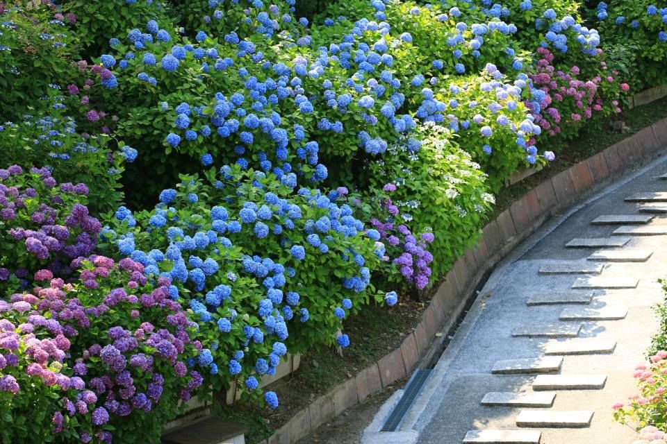 善峯寺 隱於山中的紫陽花絕景 方格子