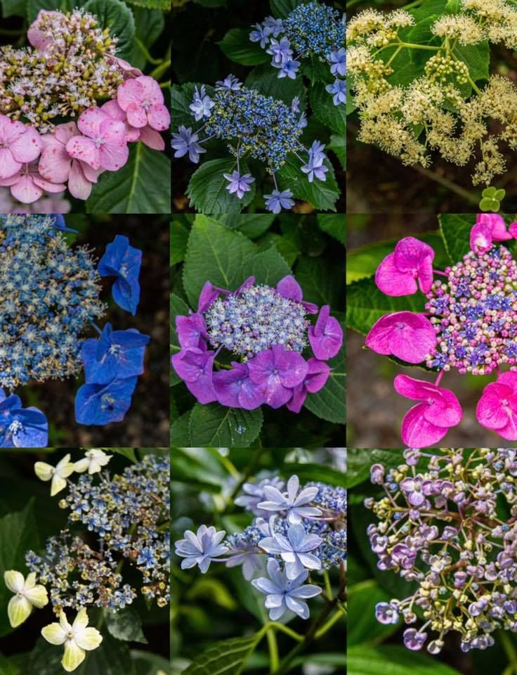 紫陽花種類繁多
