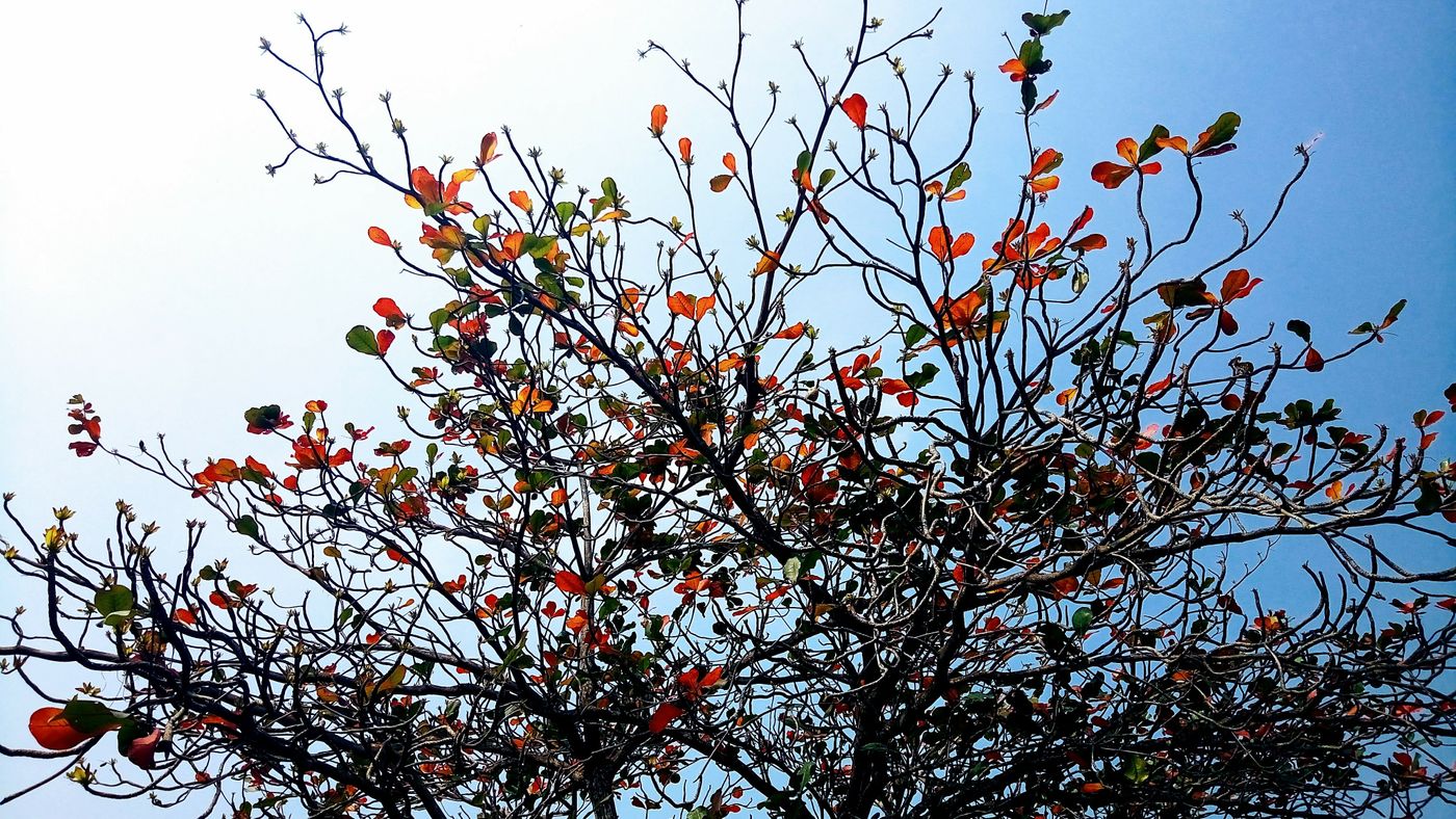 大葉欖仁樹，拍攝於屏東潮州。