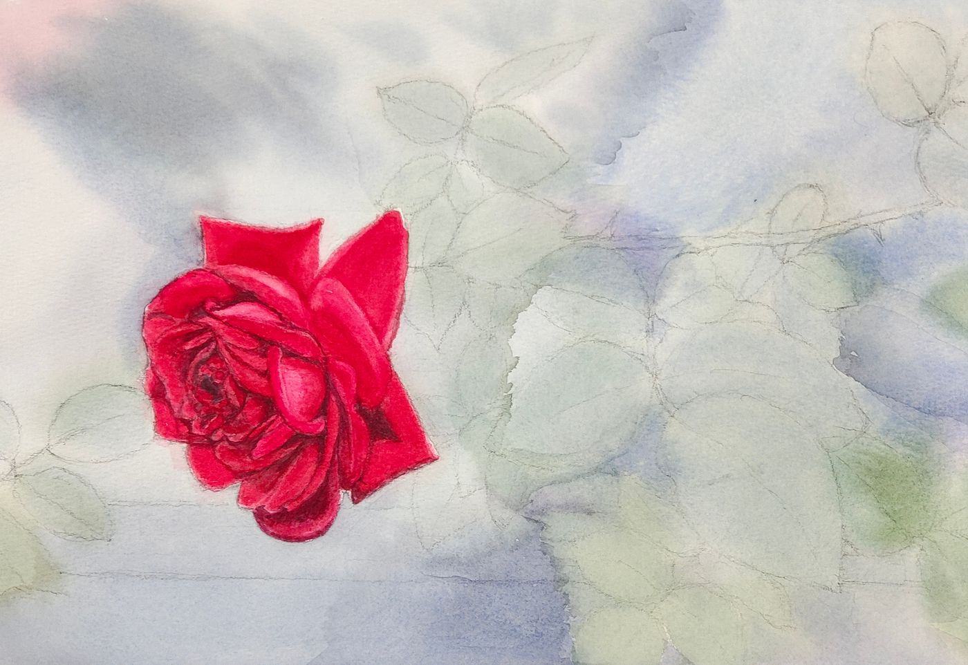 紅玫瑰，花幾乎完成，其他鋪底色。玫瑰，先畫正方形當作外圍，在其中畫一個橢圓形，畫主要的花瓣。