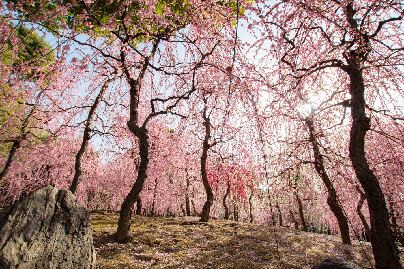花饗宴