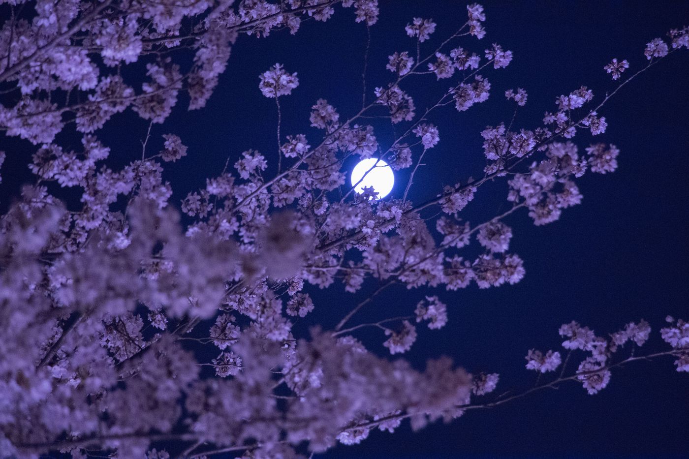 月色恆常