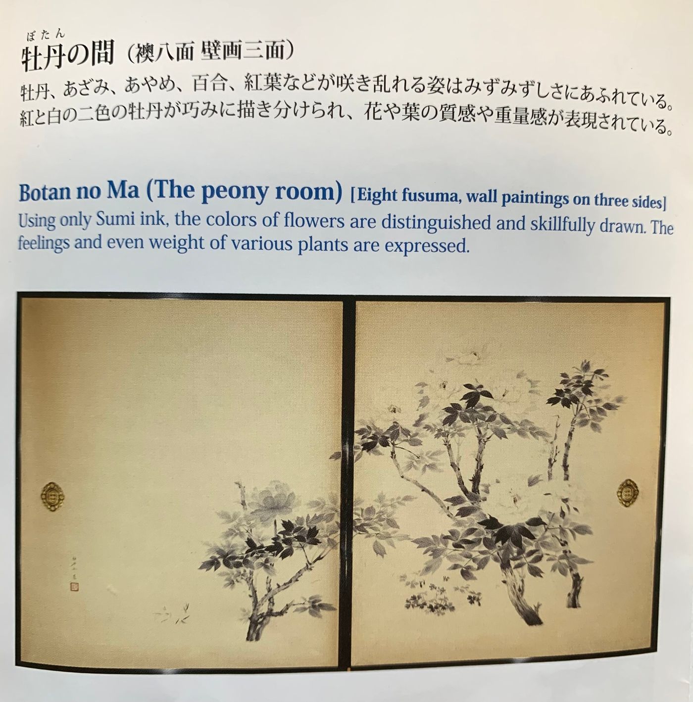 豔麗牡丹綻放出別緻的濃淡墨色