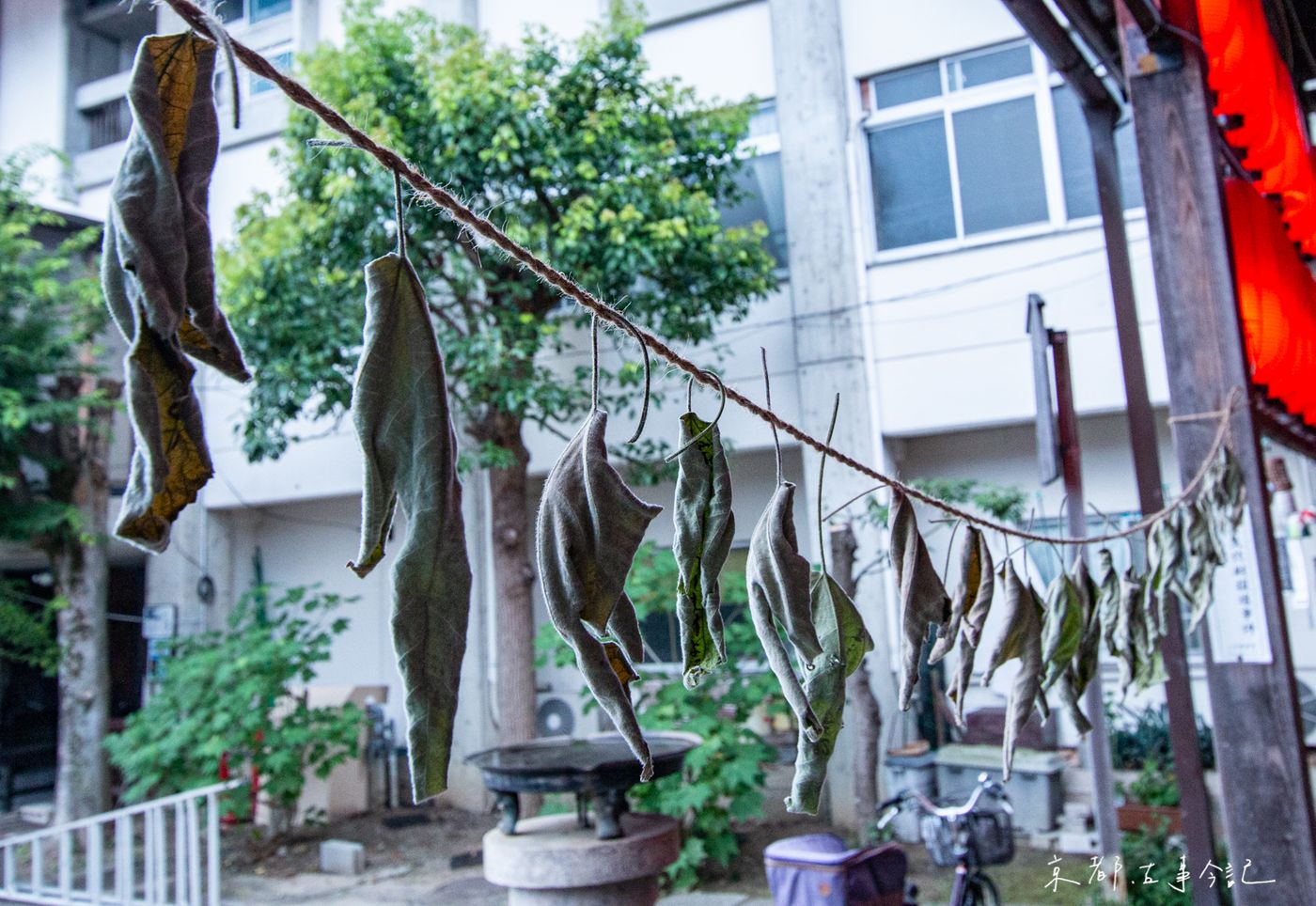 葉子捲起來掛在堂前