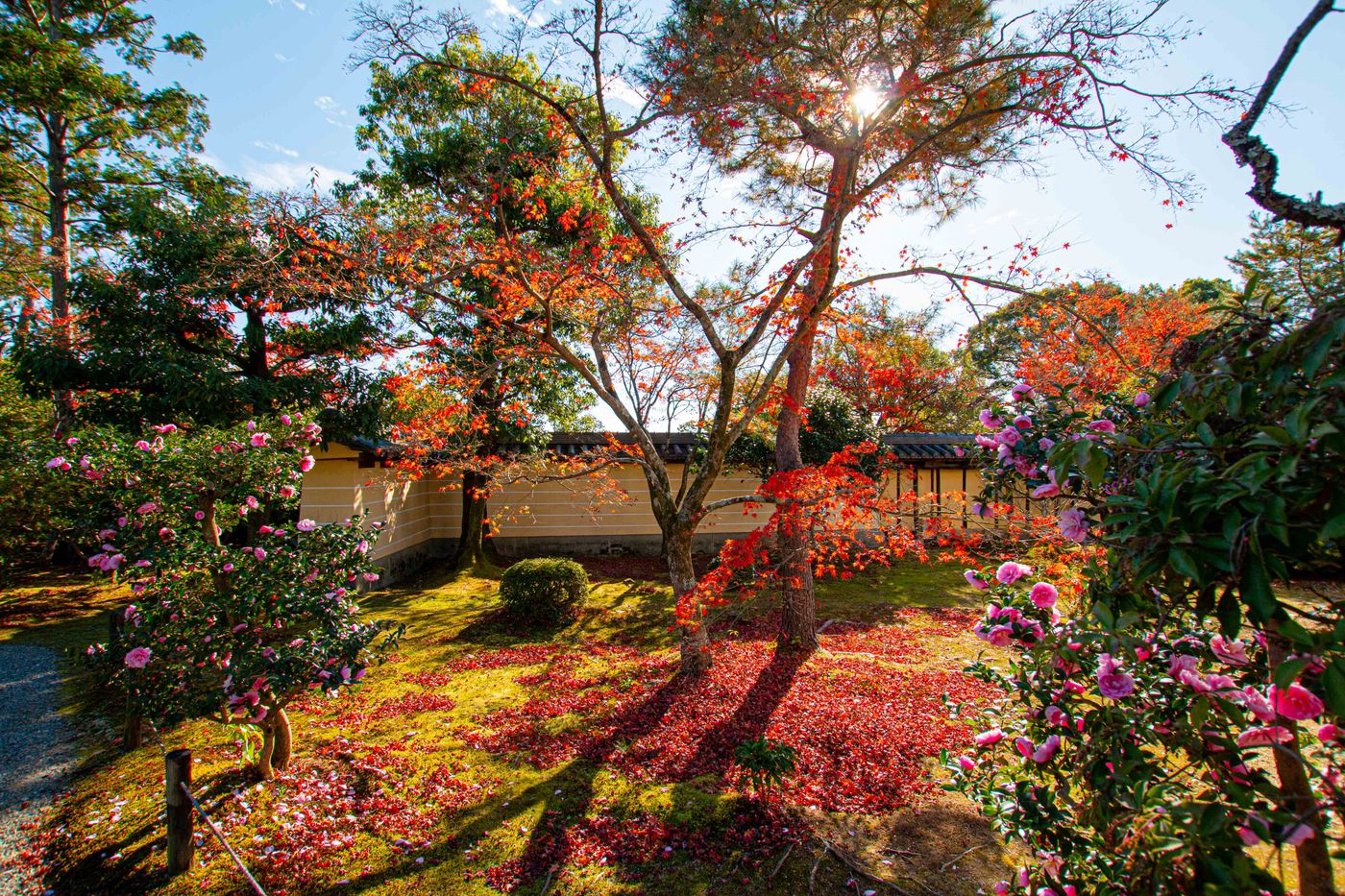 山茶花與楓紅