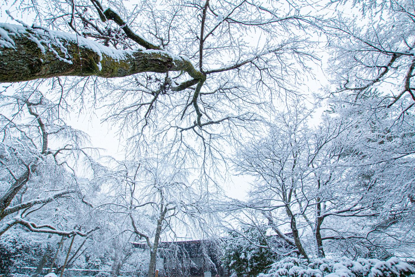 仰望千霜迎面,百株雪樹銀花。
