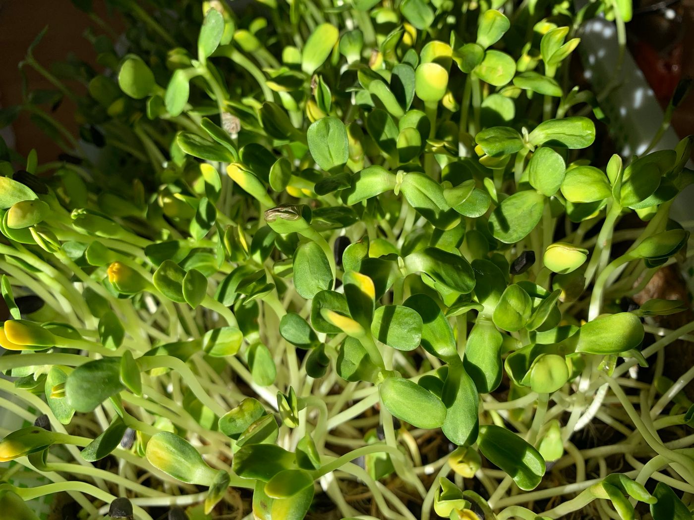 有機蔬食 2 0 2 冬日療癒 水培向日葵苗 Irischen Iriscanada