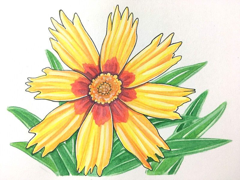 莎莎塗鴉 366日誕生花 10月31日 大花金雞菊 Perennial Coreopsis 莎茈salvia Sachanshih