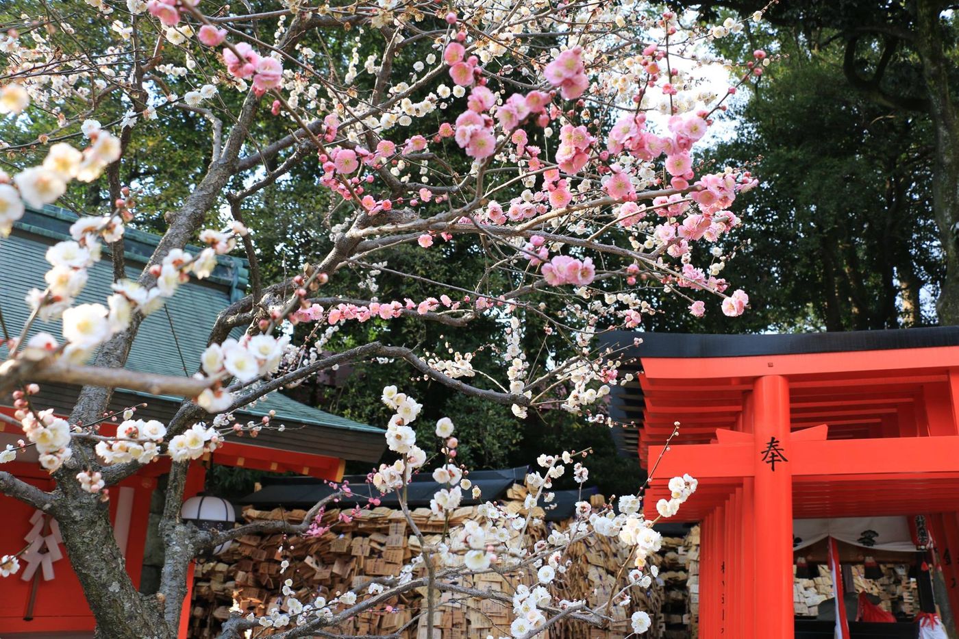 「隨心所欲」