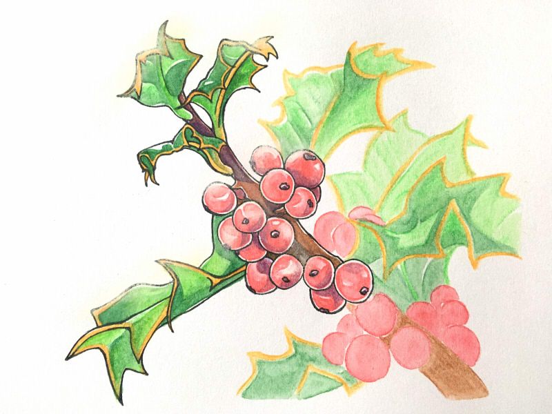 莎莎塗鴉 366日誕生花 10月11日 歐洲冬青 Common Holly 莎茈 Sachanshih