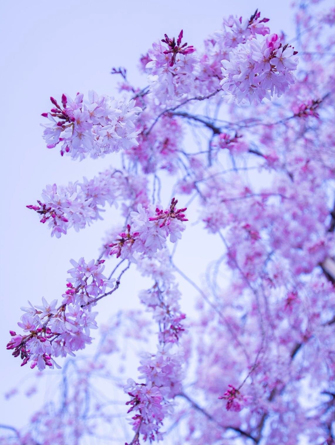 raw-image