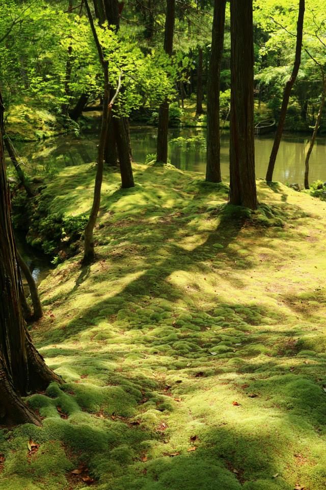 raw-image