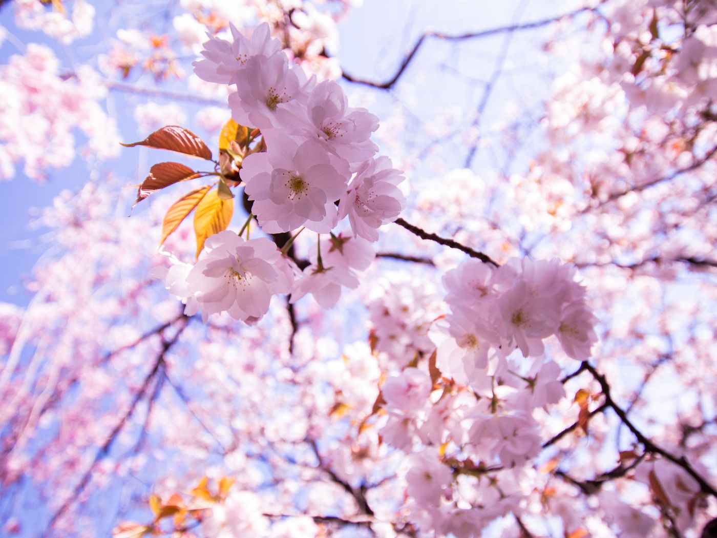 raw-image