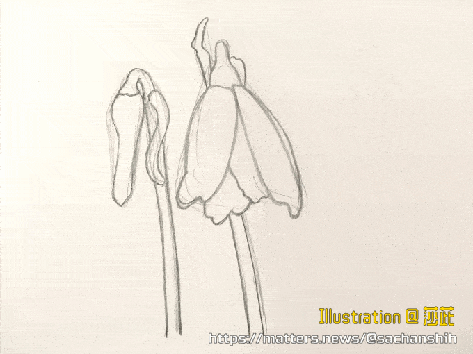 莎莎塗鴉 366日誕生花 10月10日 秋雪片蓮 Autumn Snowflake 莎茈salvia Sachanshih