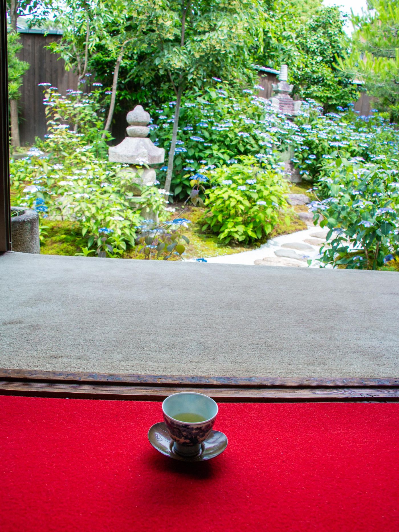 甘茶