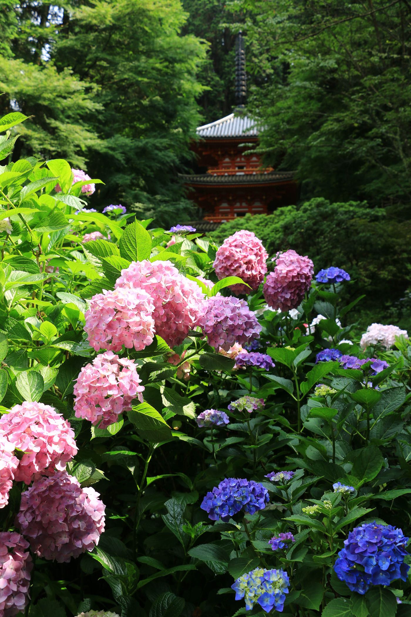 岩船寺 紫陽花寺 方格子vocus