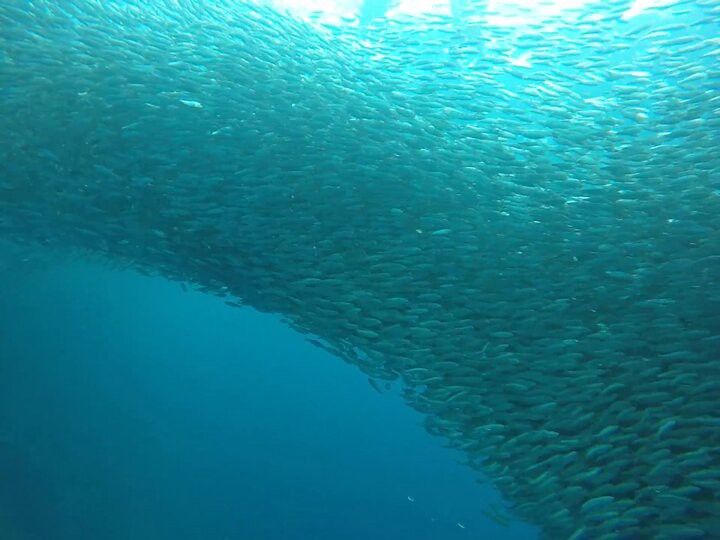 沙丁魚被陽光照得閃閃發亮