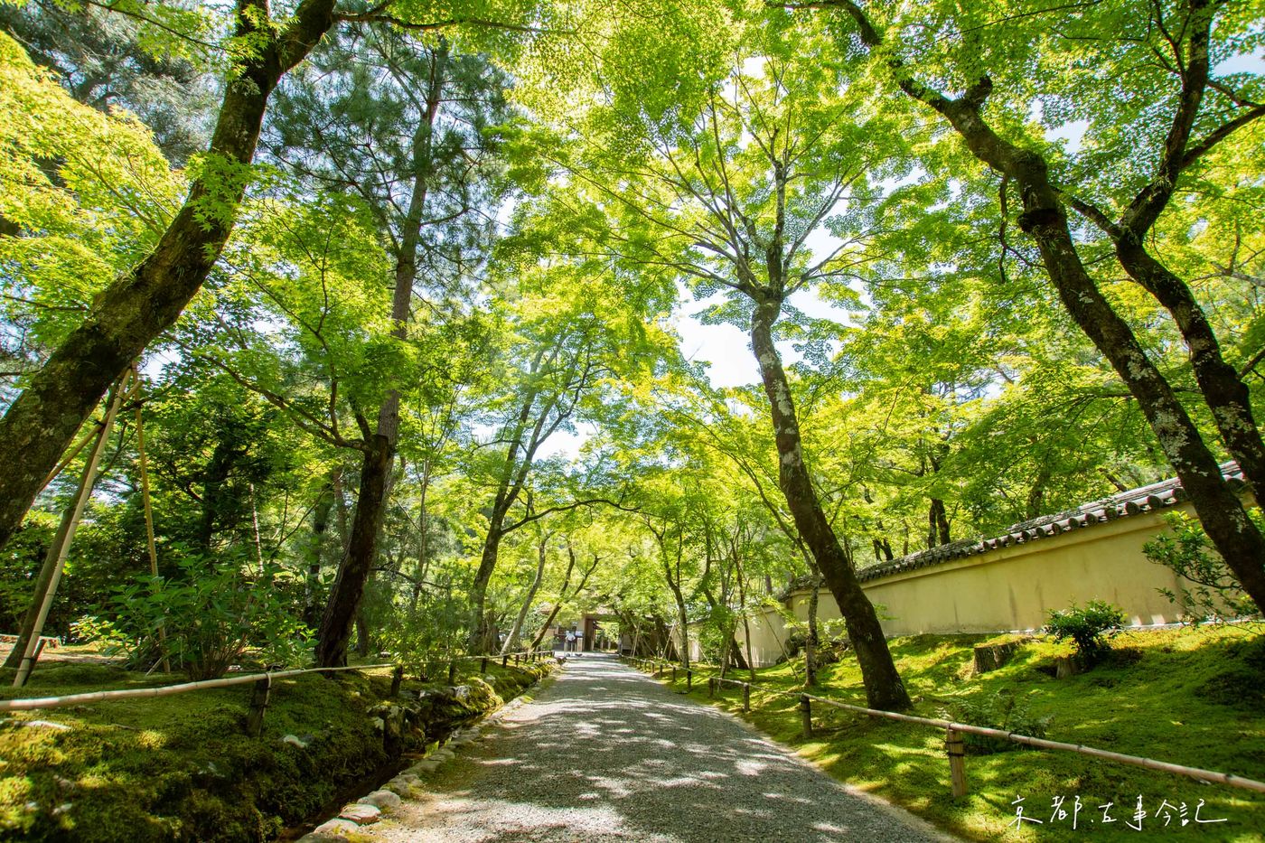 青楓隧道