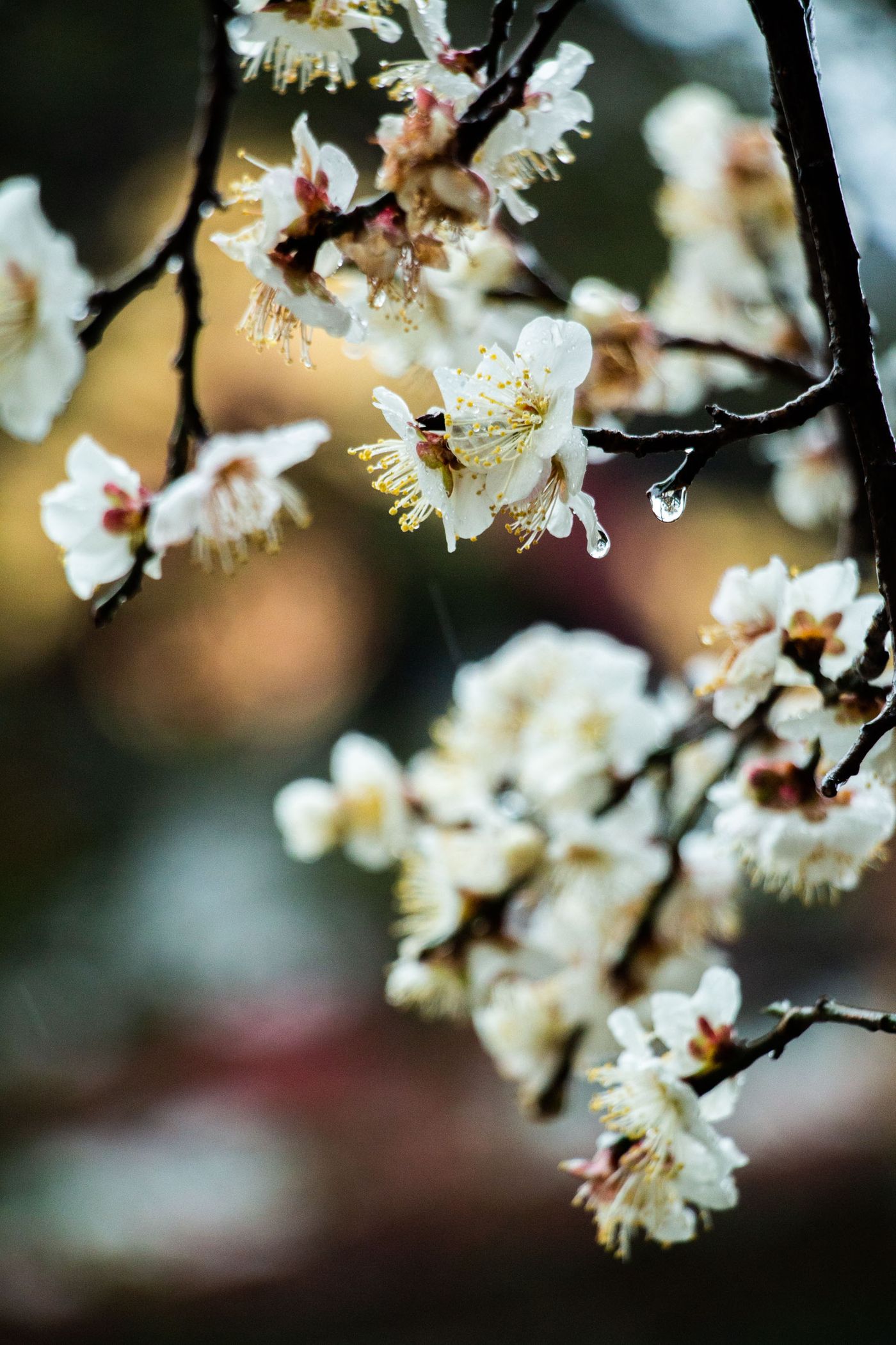 2月雨中白梅