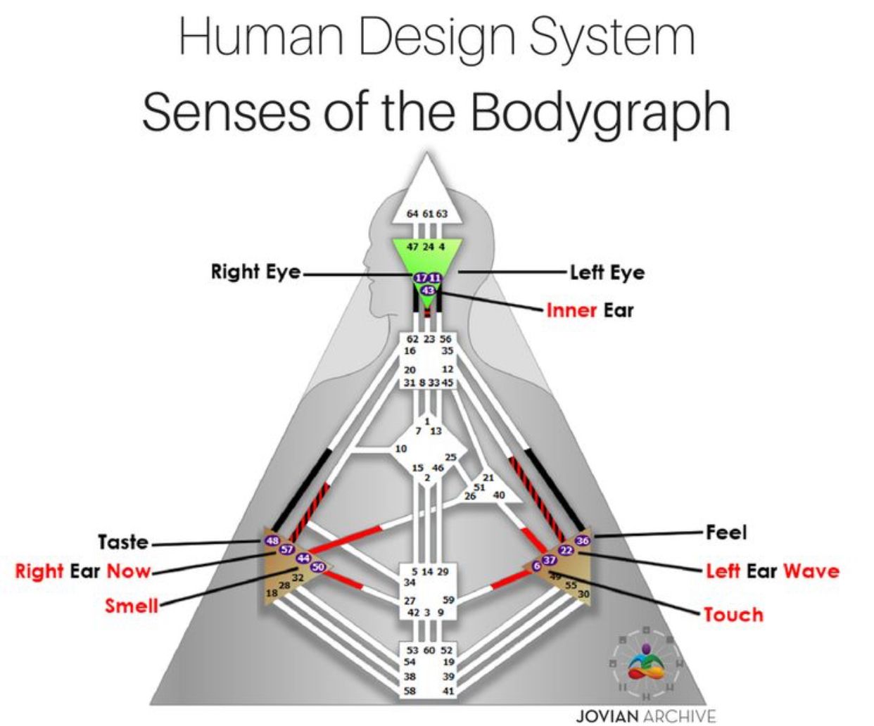 Хьюмен систем. Human Design бодиграф. ХЬЮМАН дизайн ворота. Дизайн человека - Human Design. Ворота в дизайне человека.